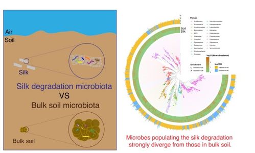 艺术与考古学院科研团队揭示埋藏环境中丝绸降解微生物群落动态规律